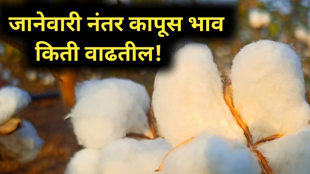 कापूस भाव cotton market