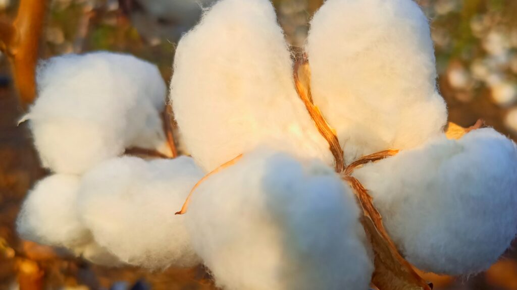 Cotton market